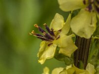 Verbascum nigrum 52, Zwarte toorts, Saxifraga-Jan van der Straaten