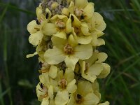 Verbascum pannosum