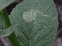 Verbascum rotundifolium