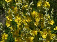 Verbascum saccatum