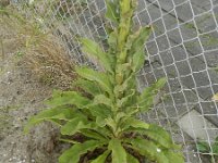 Verbascum speciosum 41, Kandelaarstoorts, Saxifraga-Rutger Barendse