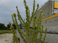Verbascum speciosum 42, Kandelaarstoorts, Saxifraga-Rutger Barendse
