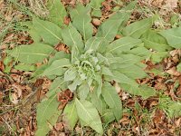 Verbascum speciosum 9, Kandelaarstoorts, Saxifraga-Rutger Barendse
