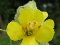 Verbascum thapsus, Great Mullein