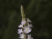 Verbena officinalis, Vervain