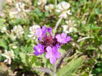 Verbena rigida 2, Hoofdjesverbena, Saxifraga-Rutger Barendse