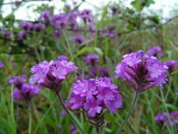 Verbena rigida 4, Hoofdjesverbena, Saxifraga-Ed Stikvoort