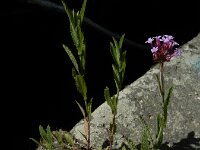 Verbena rigida 6, Hoofdjesverbena, Saxifraga-Ed Stikvoort : geelgroen afrikaantje Delfshaven s9900