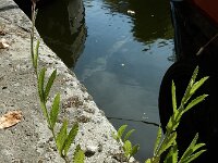 Verbena rigida 7, Hoofdjesverbena, Saxifraga-Ed Stikvoort : geelgroen afrikaantje Delfshaven s9900