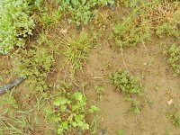 Veronica acinifolia 2, Saxifraga-Rutger Barendse