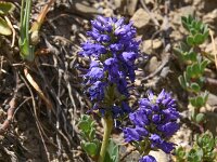 Veronica allionii