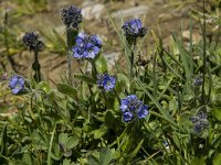 Veronica alpina, Alpine Speedwell