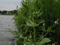 Veronica anagallis-aquatica 1, Blauwe waterereprijs, Saxifraga-Rutger Barendse