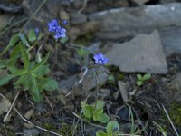 Veronica aphylla