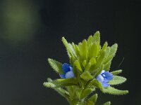 Veronica arvensis 1, Veldereprijs, Saxifraga-Jan van der Straaten