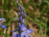 Veronica austriaca, Broadleaf Speedwell