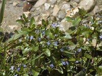 Veronica beccabunga, Brooklime