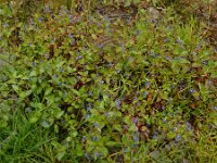 Veronica beccabunga 14, Beekpunge, Saxifraga-Ed Stikvoort