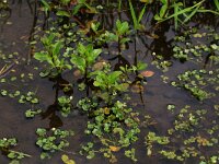 Veronica beccabunga 12, Beekpunge, Saxifraga-Hans Boll