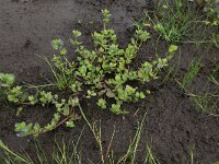 Veronica beccabunga 13, Beekpunge, Saxifraga-Hans Boll
