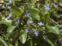 Veronica beccabunga 2, Beekpunge, Saxifraga-Marijke Verhagen