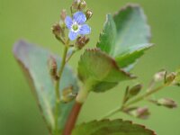 Veronica beccabunga 3, Beekpunge, Saxifraga-Jan van der Straaten