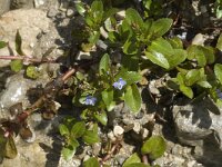 Veronica beccabunga 4, Beekpunge, Saxifraga-Marijke Verhagen