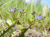 Veronica beccabunga 6, Beekpunge, Saxifraga-Rutger Barendse