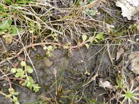 Veronica beccabunga 7, Beekpunge, Saxifraga-Rutger Barendse