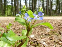 Veronica beccabunga 8, Beekpunge, Saxifraga-Rutger Barendse