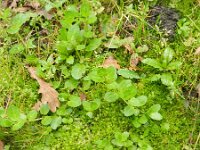 Veronica beccabunga 9, Beekpunge, Saxifraga-Rutger Barendse