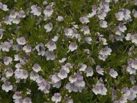 Veronica caucasica 1, Saxifraga-Jan van der Straaten