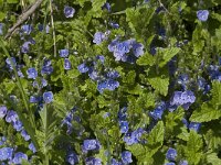 Veronica chamaedrys, Germander Speedwell