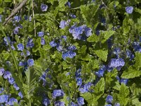 Veronica chamaedrys 1, Gewone ereprijs, Saxifraga-Jan van der Straaten