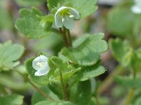 Veronica cymbalaria