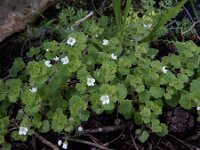 Veronica cymbalaria 31, Saxifraga-Ed Stikvoort