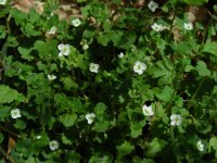 Veronica cymbalaria 32, Saxifraga-Ed Stikvoort