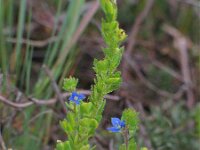 Veronica dillenii 1, Saxifraga-Jasenka Topic