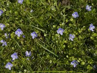 Veronica filiformis 1, Draadereprijs, Saxifraga-Jan van der Straaten