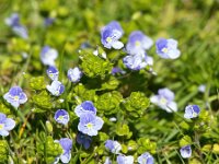 Veronica filiformis 13, Draadereprijs, Saxifraga-Bart Vastenhouw
