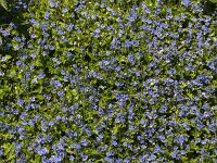 Draadereprijs  Slender Speedwell (Veronica filiformis); also known as Creeping speedwell, Threadstalk speedwell and Whetzel weed. : Growth, flora, floral, plant, plants, blue, many, vascular, color, colour, horizontal