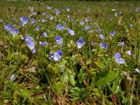 Veronica filiformis 18, Draadereprijs, Saxifraga-Ed Stikvoort