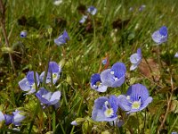Veronica filiformis 20, Draadereprijs, Saxifraga-Ed Stikvoort