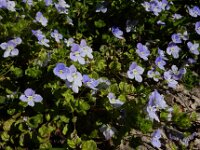 Veronica filiformis 21, Draadereprijs, Saxifraga-Ed Stikvoort