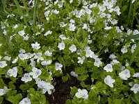 Veronica filiformis 22, Draadereprijs, Saxifraga-Ed Stikvoort : Hagtap - Stepanapan - Gyumri A900