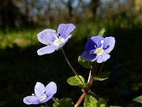 Veronica filiformis 23, Draadereprijs, Saxifraga-Ed Stikvoort