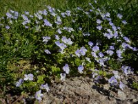 Veronica filiformis 24, Draadereprijs, Saxifraga-Ed Stikvoort