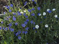 Veronica fruticans