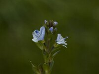 Veronica fruticulosa