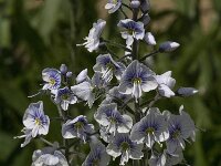 Veronica gentianoides 1, Saxifraga-Jan van der Straaten